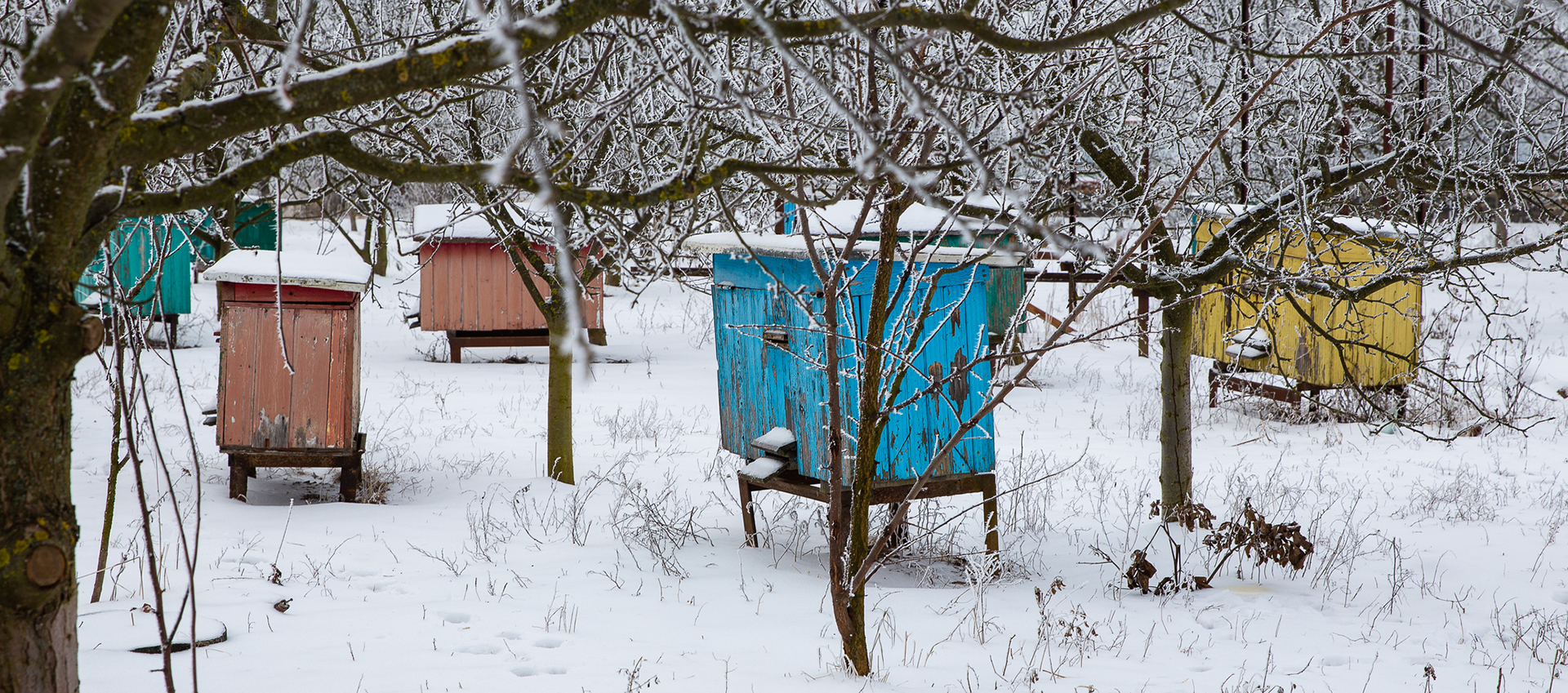 Winter survival