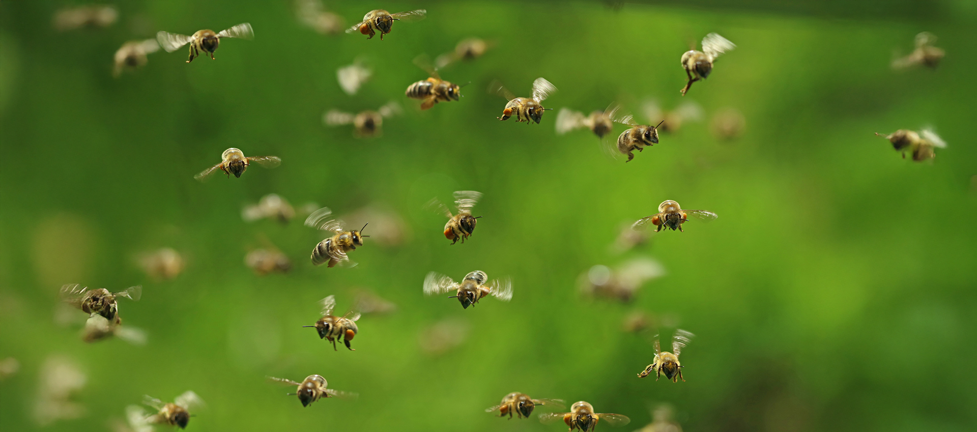 bee swarms