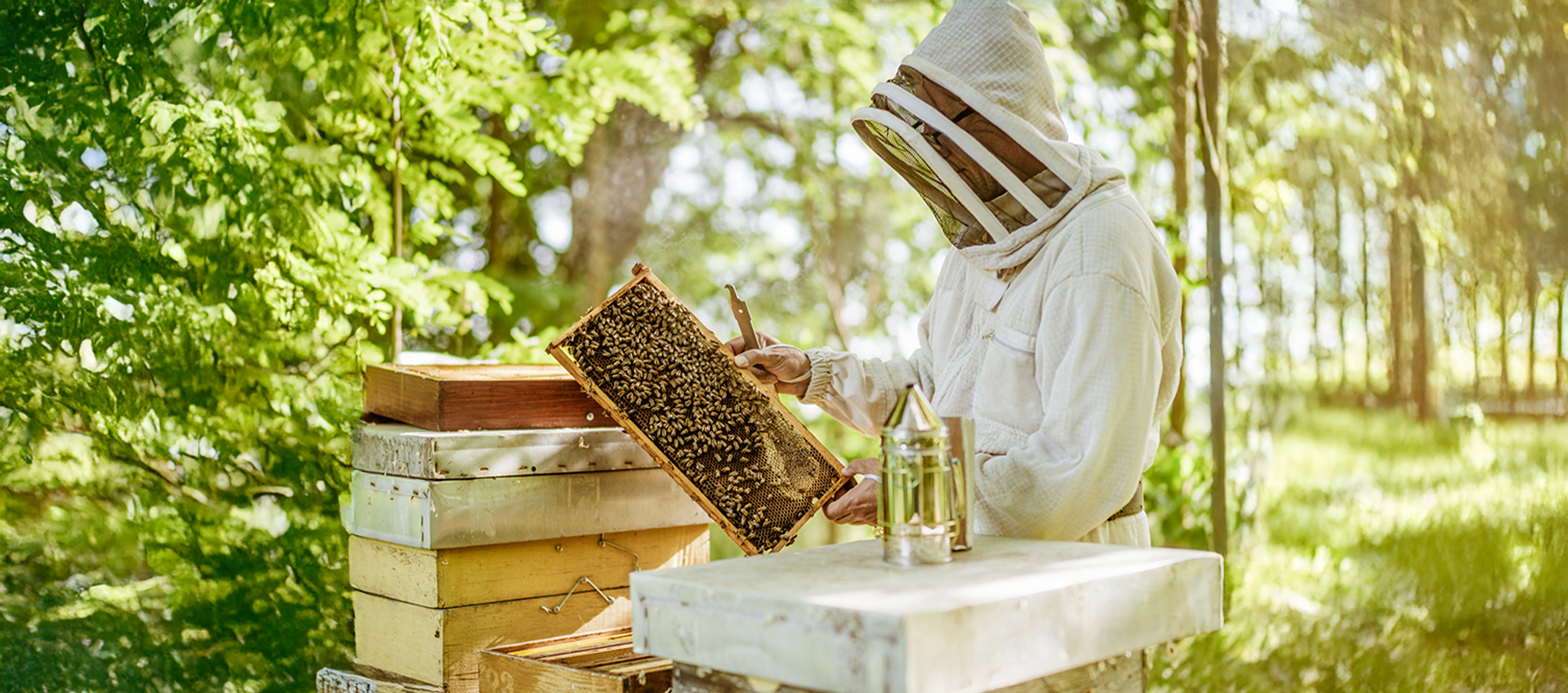 beehive inspection