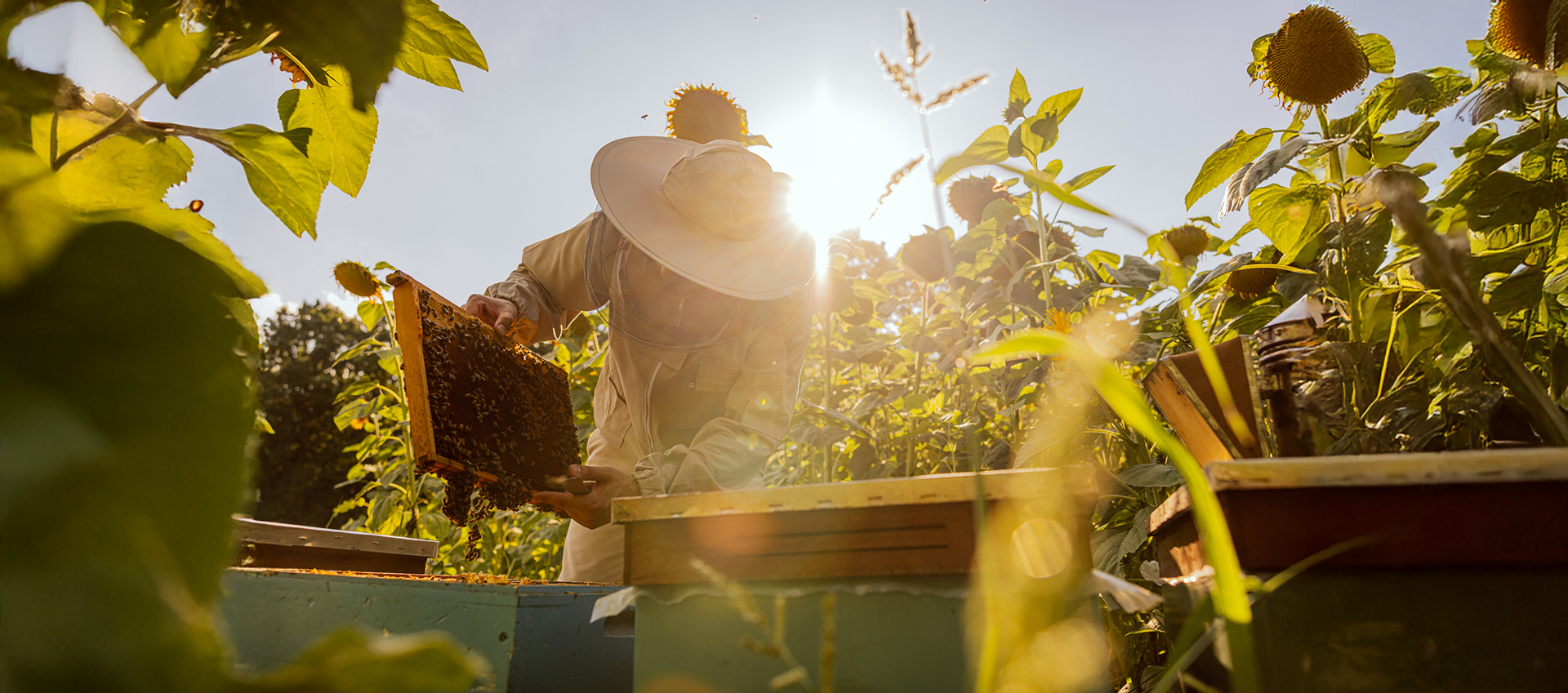 Beekeeping Equipment Essentials