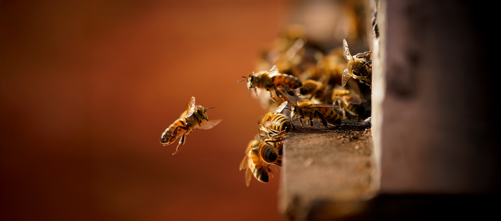 Reducing Your Carbon Footprint in Beekeeping