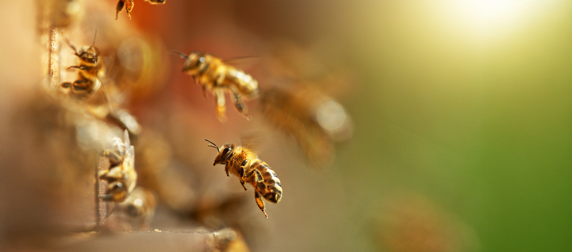 Winter Hive Management