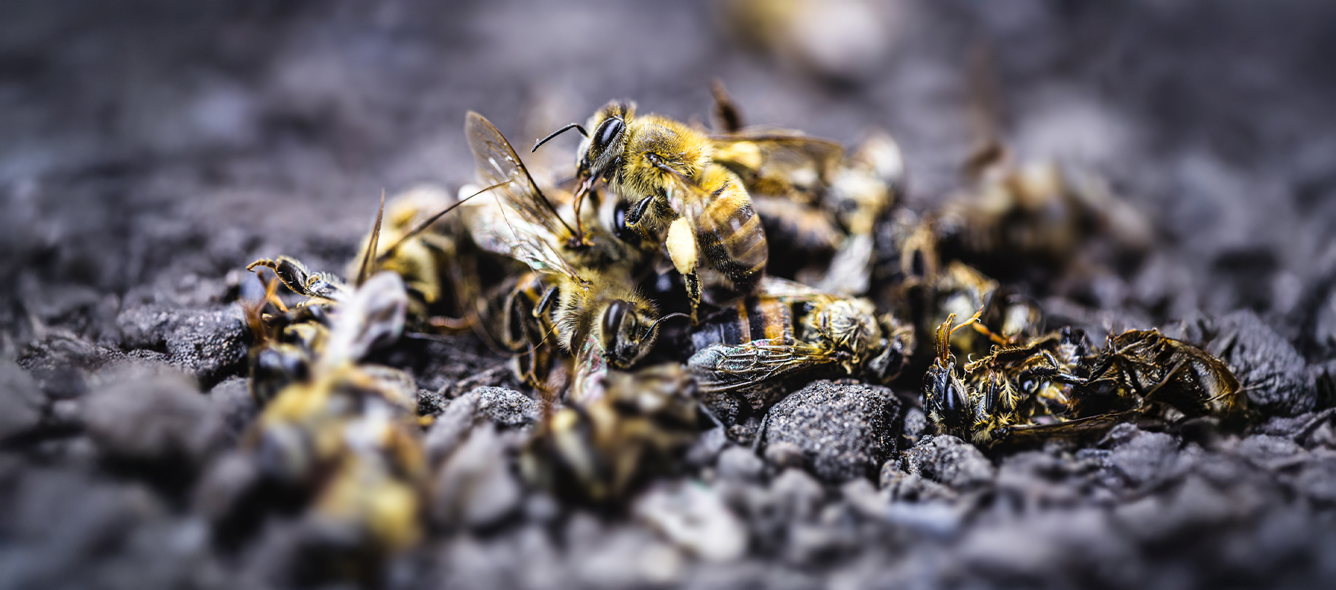 Combating Bee Colony Collapse