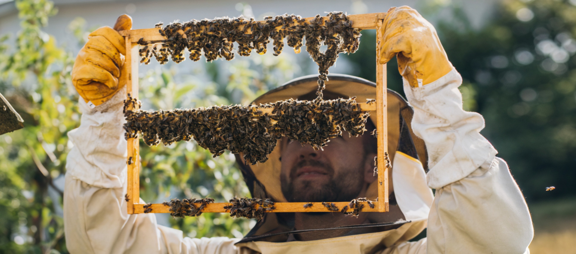 Queen Rearing Basics