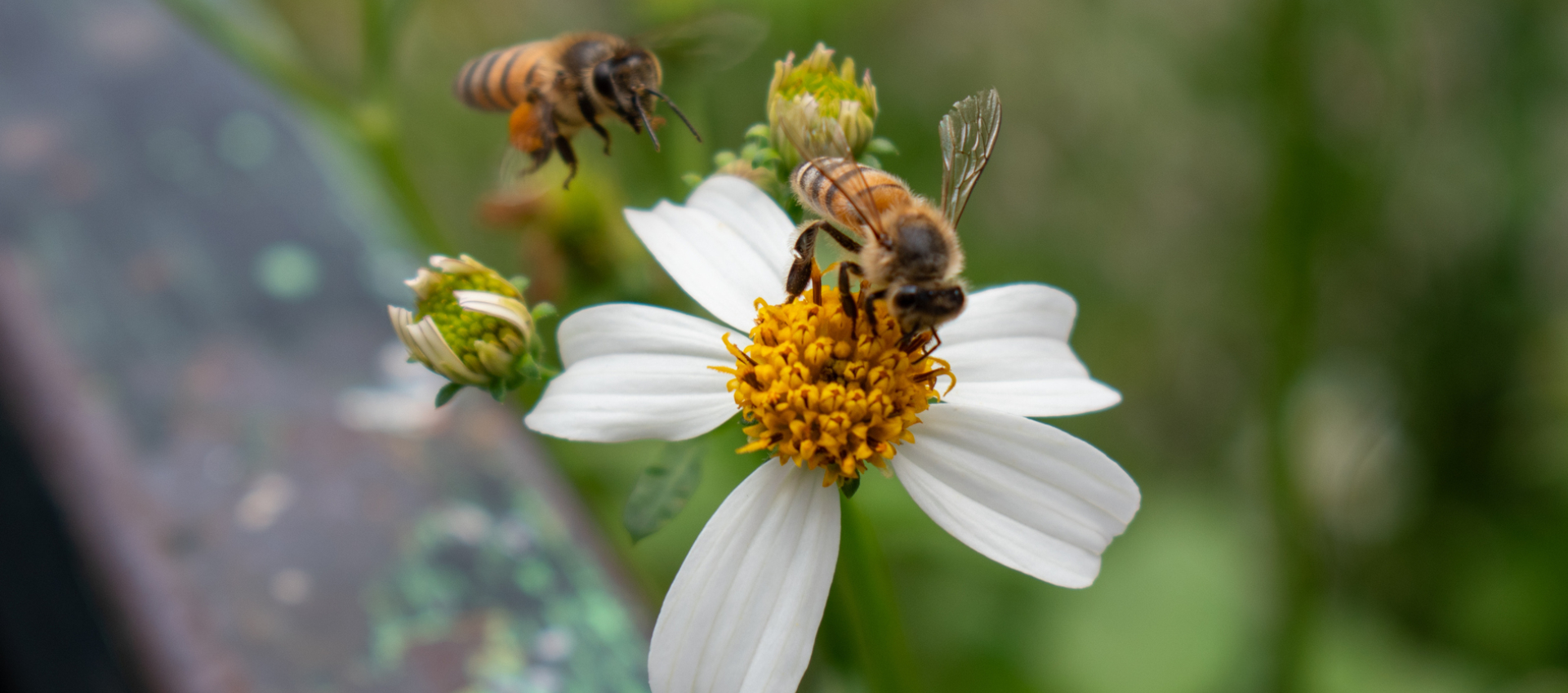 The Best Australian Native Plants for Bee Forage