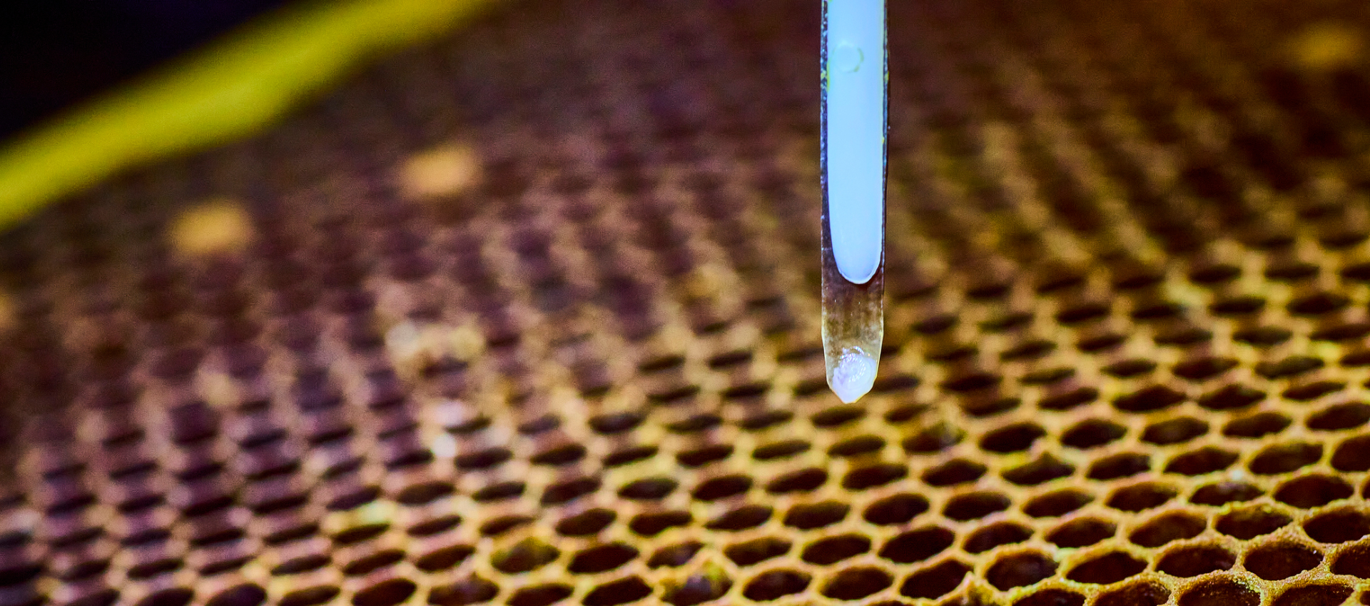 Investing in Bee Research