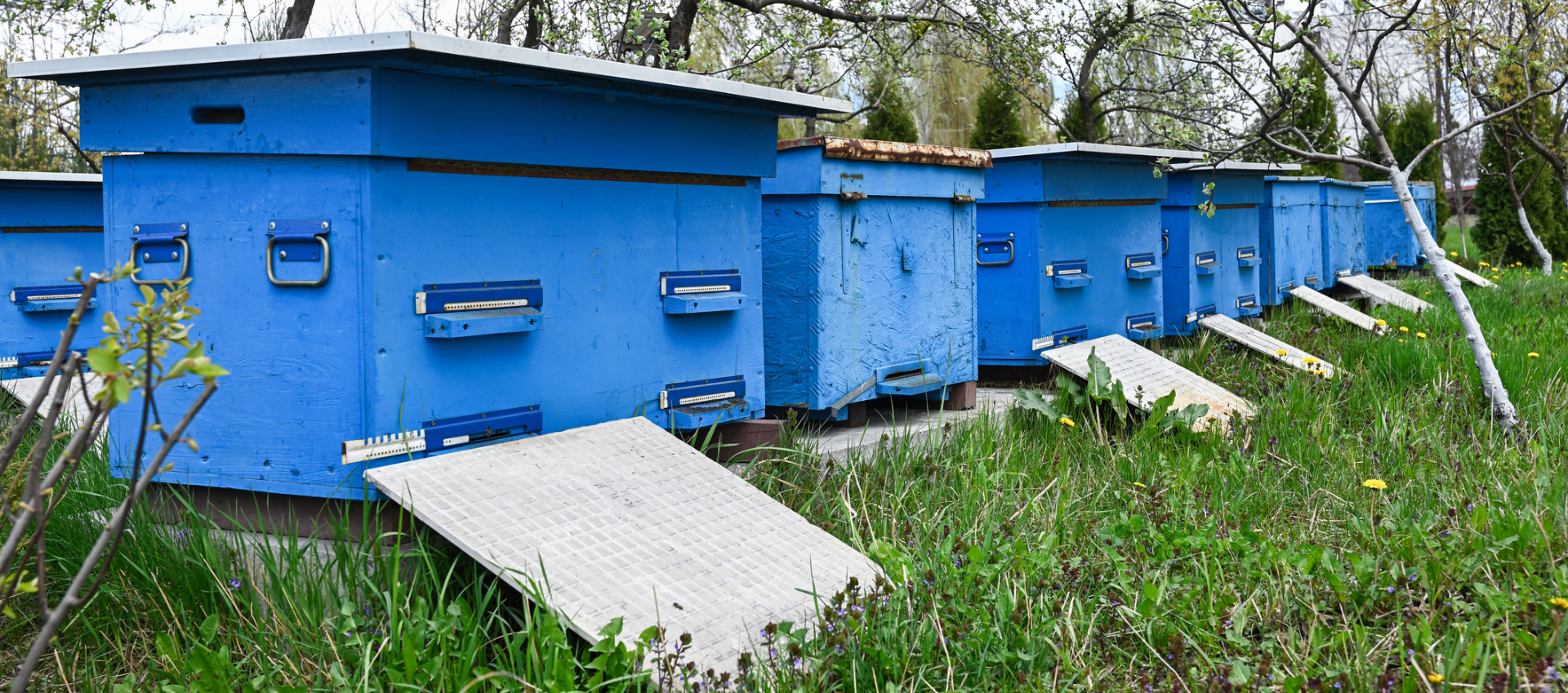 sustainable beehives